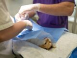 Travailler dans une clinique vétérinaire de groupe : les avantages pour les jeunes praticiens vétérinaires